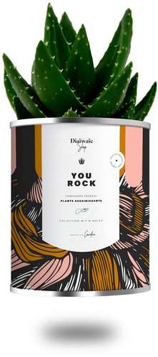 Plantes - Plante dépolluante publicitaire You Rock | Diaïwaïe - Pandacola