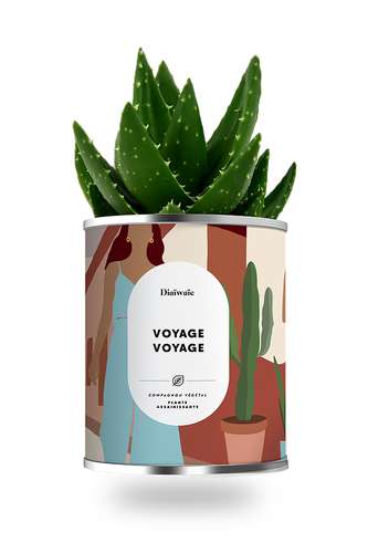 Plantes - Plante dépolluante publicitaire - Voyage Voyage | Diaïwaïe - Pandacola