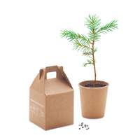 Kit de plantation personnalisable avec pot et graine de pinus nigra - Growtree - Pandacola