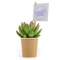 Plante grasse personnalisable dans un pot en carton - Pandacola