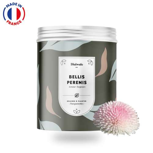 Graines - Kit de graines personnalisable Made in France - Bellis Perenis | Diaïwaïe - Pandacola